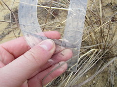 Eragrostis trichodes