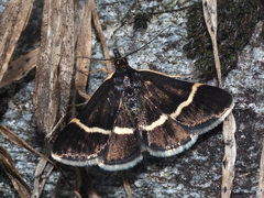 Pyrausta cingulata