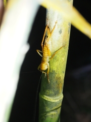 Melanonotus powellorum