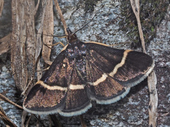 Pyrausta cingulata