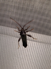 Grammopoecilus angustatus