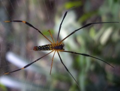 Nephila pilipes