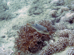 Canthigaster petersii