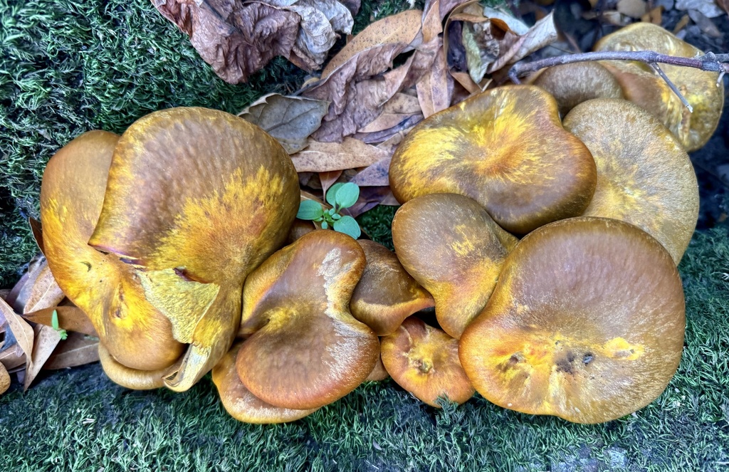 Omphalotus olivascens · November 2025 · photo: © hllrnnr (iNaturalist, cc0)