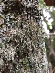 Ramalina stenospora