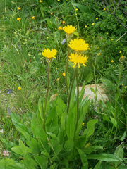 Hypochaeris uniflora
