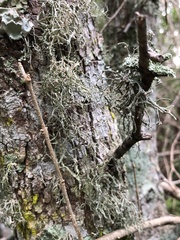 Ramalina stenospora
