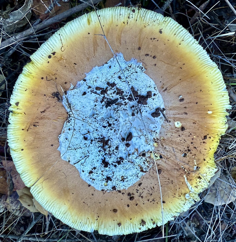 Amanita calyptroderma · November 2025 · photo: © hllrnnr (iNaturalist, cc0)