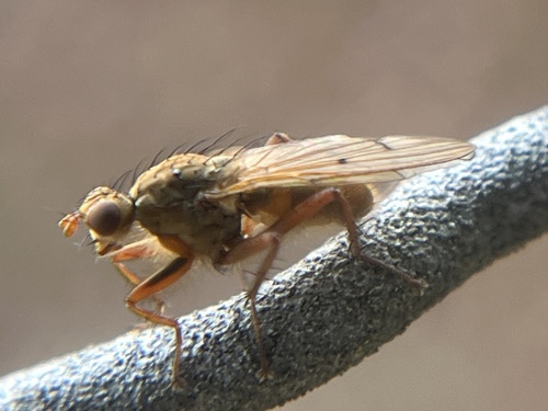 Unknown species found near Janelia Research Campus, Ashburn, VA, US