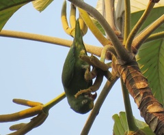 Brotogeris sanctithomae