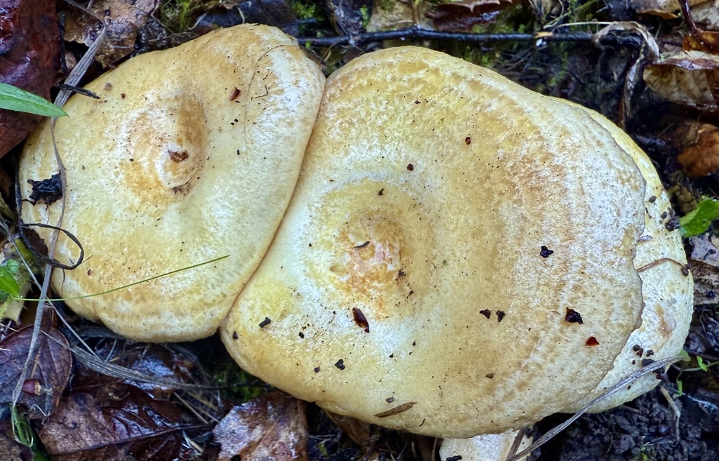Lactarius alnicola · November 2025 · photo: © hllrnnr (iNaturalist, cc0)