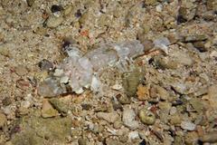 Thysanophrys chiltonae