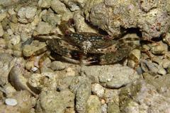 Thalamitinae
