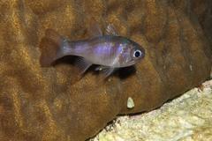 Nectamia