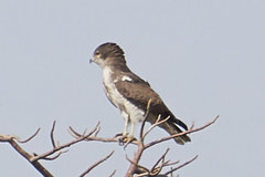 Circaetus beaudouini