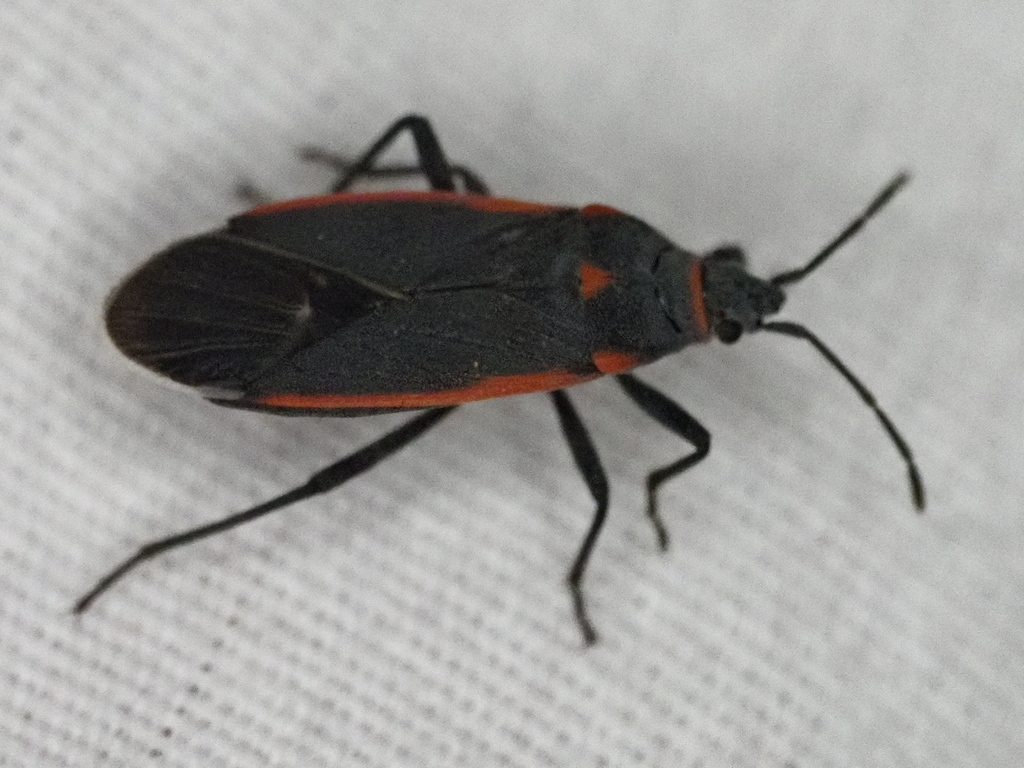 Texas Seed Insect Charcoal Seed Bug from Val Verde County, TX, USA on November 6, 2025 at ...