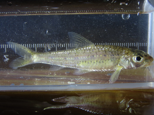 Wolterstorff's gudgeon (Squalidus wolterstorffi) — Cyprinidae — 4