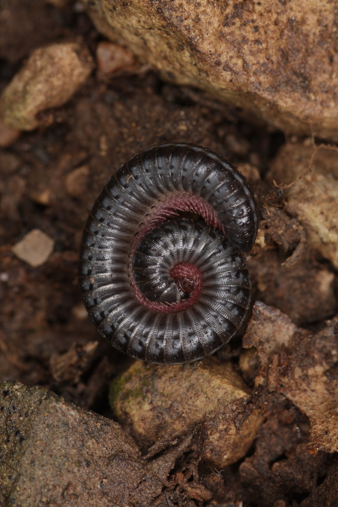 Ommatoiulus albolineatus