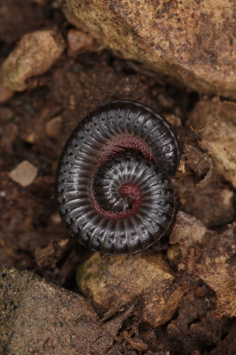 Ommatoiulus albolineatus