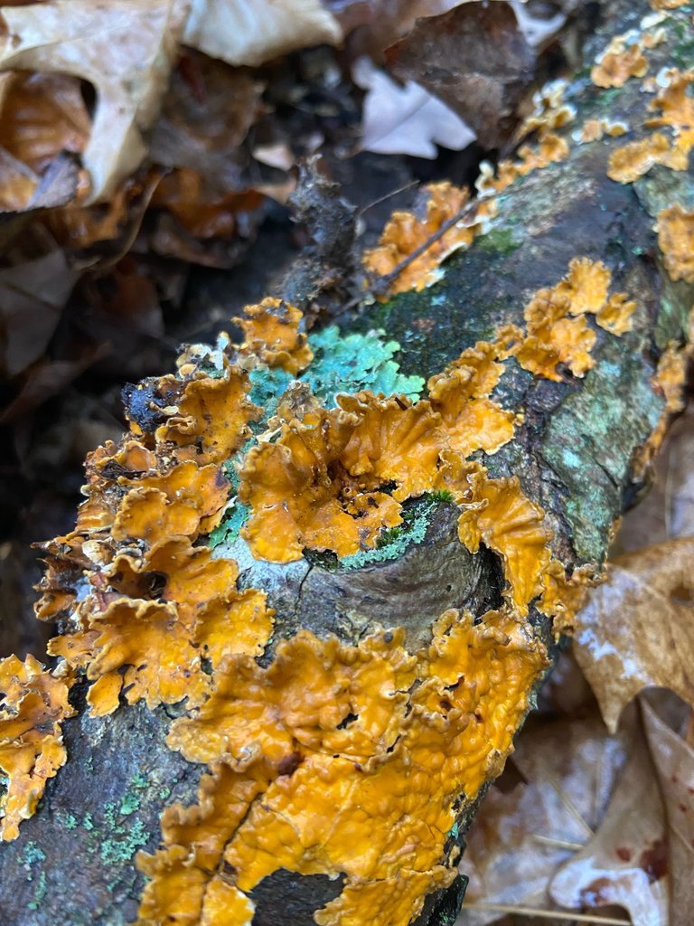Stereum complicatum · November 2025 · photo: © puppyy (iNaturalist, cc0)