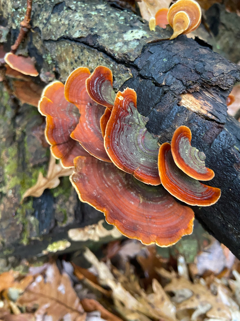 Stereum lobatum · November 2025 · photo: © puppyy (iNaturalist, cc0)