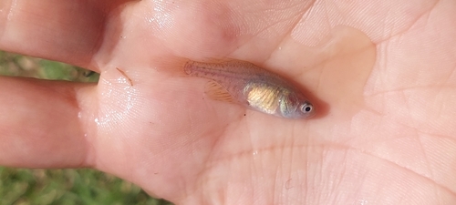 Argentine pearlfish (Austrolebias bellottii) — Rivulidae — 4
