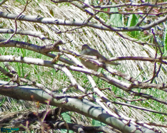 Curruca curruca minula