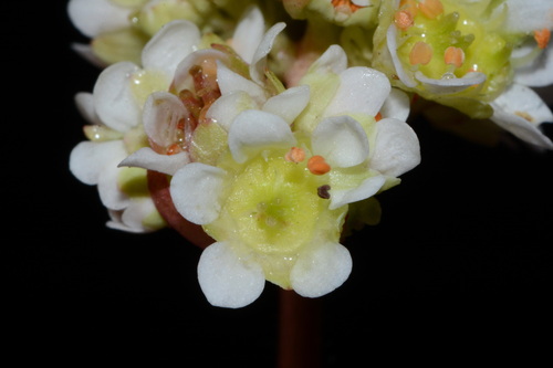 Texas Saxifrage (Micranthes texana)