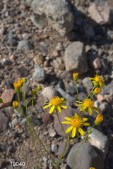 Senecio lemmonii