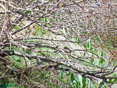 Curruca curruca minula