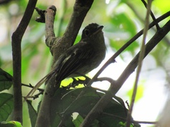 Rhynchocyclus olivaceus