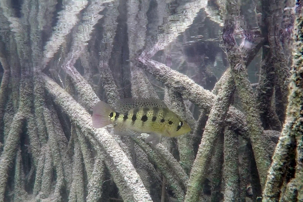 Bay Snook