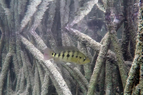 Bay Snook