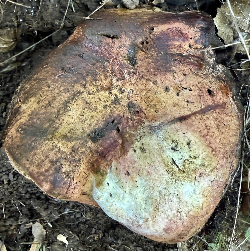 Suillellus amygdalinus · November 2025 · photo: © hllrnnr (iNaturalist, cc0)