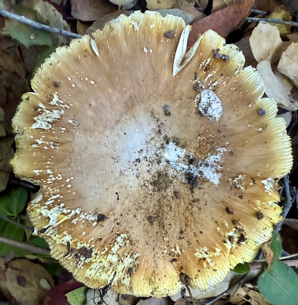 Amanita calyptroderma · November 2025 · photo: © hllrnnr (iNaturalist, cc0)