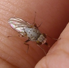 Schizophora