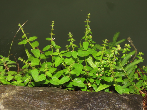 Scutellaria barbata, photograph 5