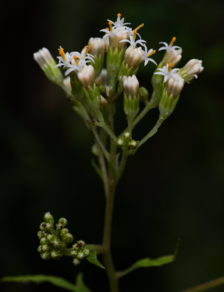 Digitacalia crypta
