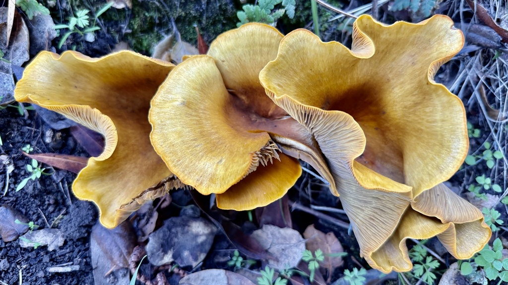 Omphalotus olivascens · November 2025 · photo: © hllrnnr (iNaturalist, cc0)