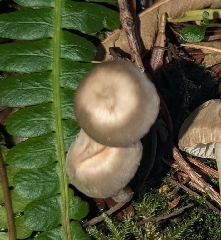 Fayodia bisphaerigera · November 2025 · photo: © benkeen (iNaturalist, cc0)