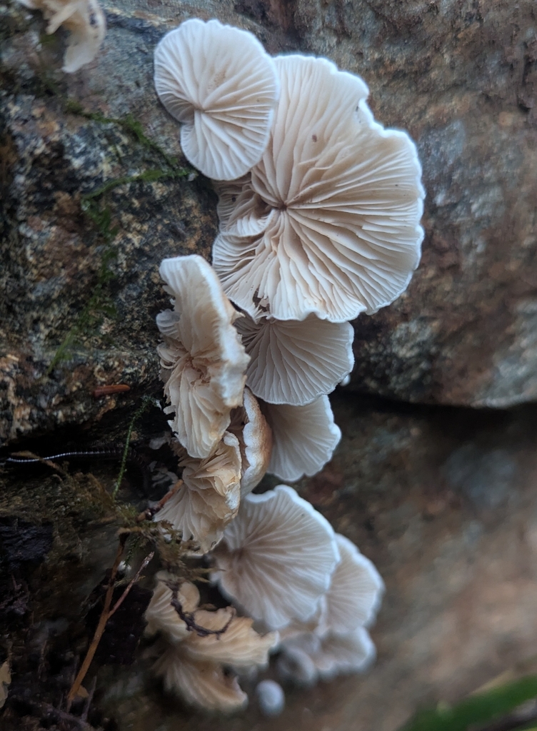Crepidotus sp. 'epibryus-PNW01'