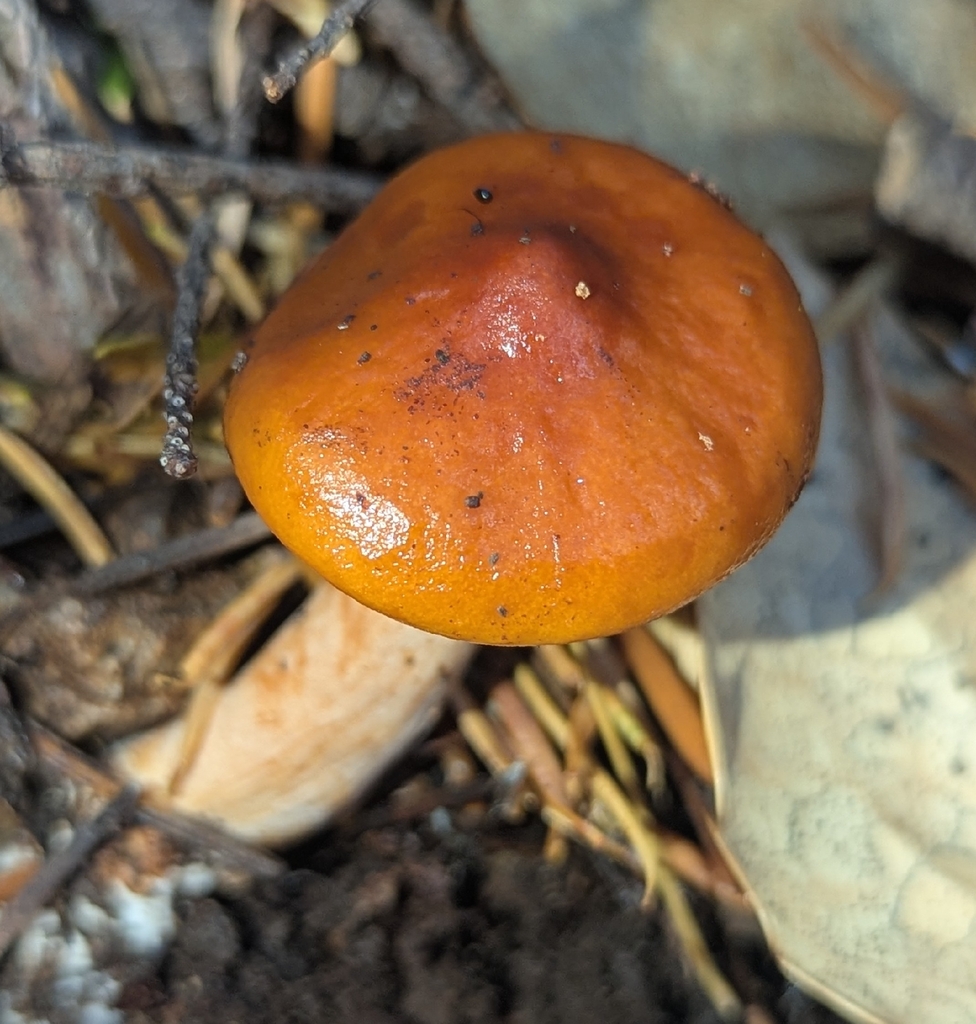 Lactarius luculentus laetus · November 2025 · photo: © benkeen (iNaturalist, cc0)