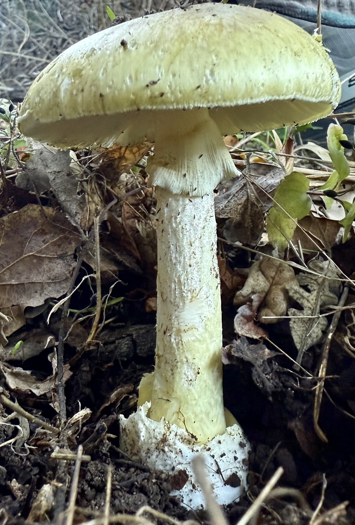 Amanita phalloides · November 2025 · photo: © hllrnnr (iNaturalist, cc0)