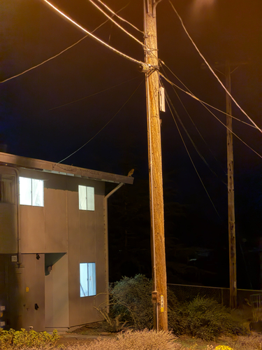 View observation of {o.common_name} on iNaturalist