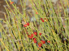 Ephedra americana