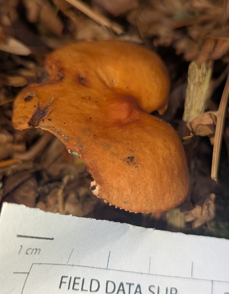 Lactarius luculentus laetus