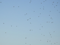 Acromyrmex lobicornis