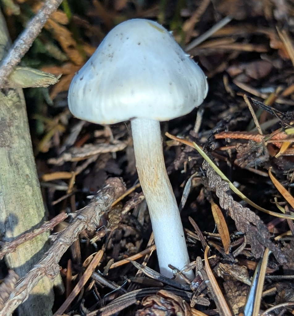Inocybe sp. 'whitei-PNW07' · November 2025 · photo: © benkeen (iNaturalist, cc0)