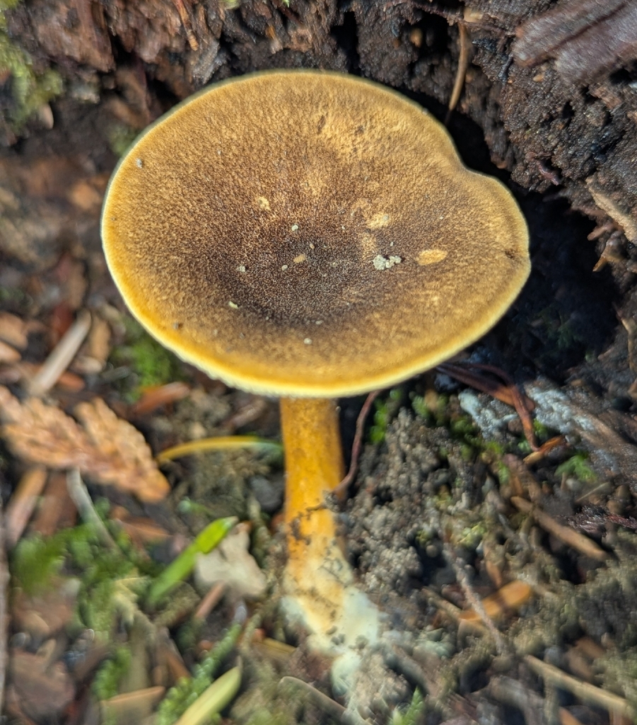 Hygrophoropsis sp. 'PNW03'