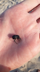 Brachycerus repertus